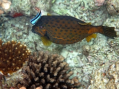 IMG_0560rfn_Maldives_Madoogali_House reef_Poisson coffre